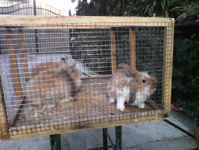 viitoarea generatie de matca - iepurasi mei