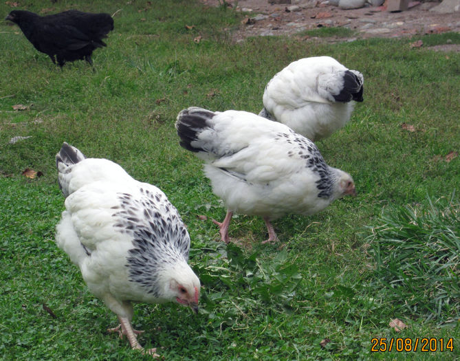 IMG_4970 - 3 Tineret Australorp si Sussex