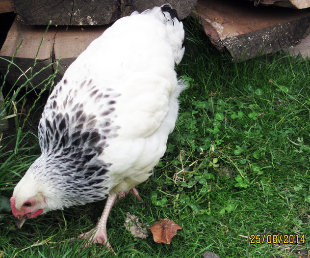 IMG_4971 - 3 Tineret Australorp si Sussex