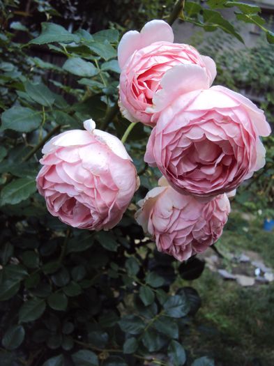 DSC02660 - Abraham Darby