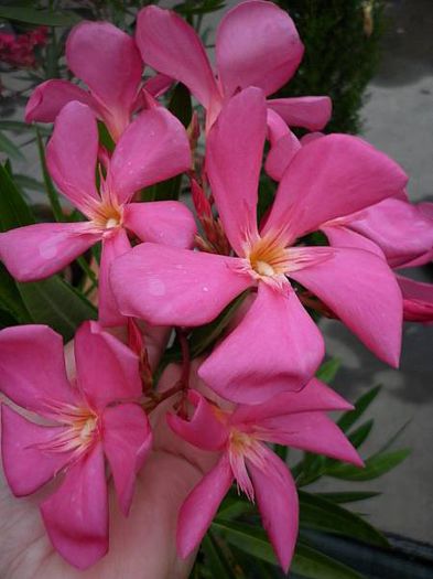 maresciallo_graziani