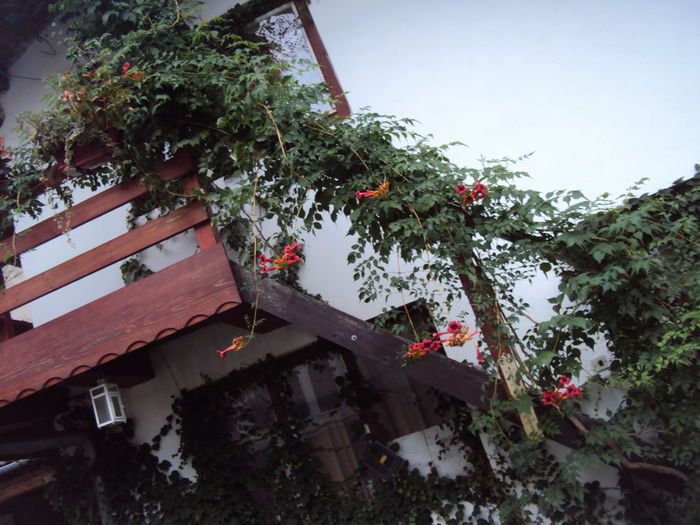 DSC02680 - 2014 Gradina