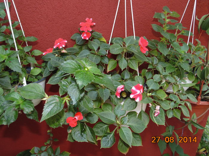 DSC04175 - Florile mele 2