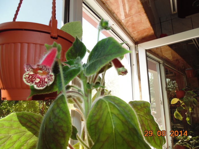 DSC04249 - Florile mele 2