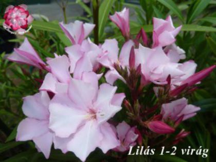 lilas-1-2