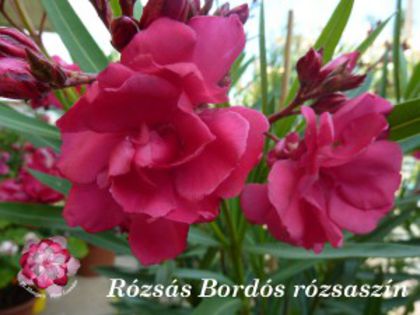 rozsas-bordos-rozsaszin