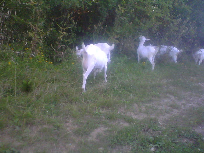 IMG00187 - CAPRE ALBE SI BALTATE - AU RAMAS DOAR AMINTIRE