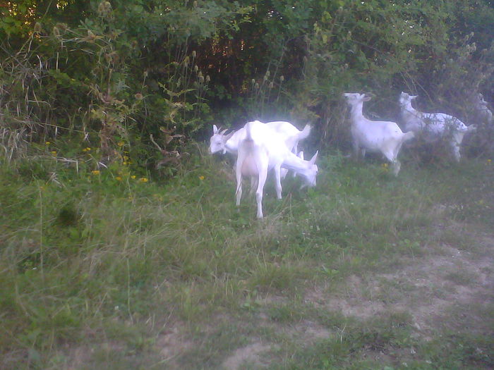 IMG00188 - CAPRE ALBE SI BALTATE - AU RAMAS DOAR AMINTIRE