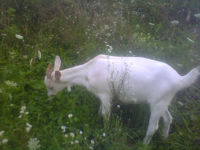 IMG00189 - CAPRE ALBE SI BALTATE - AU RAMAS DOAR AMINTIRE