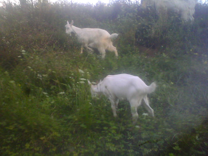 IMG00190 - CAPRE ALBE SI BALTATE - AU RAMAS DOAR AMINTIRE