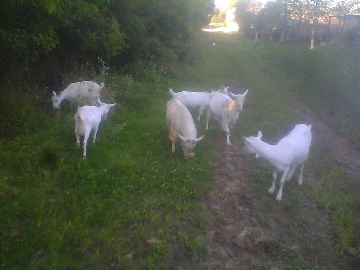 IMG00192 - CAPRE ALBE SI BALTATE - AU RAMAS DOAR AMINTIRE