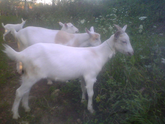 IMG00193 - CAPRE ALBE SI BALTATE - AU RAMAS DOAR AMINTIRE