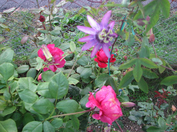 IMG_4479 - Passiflora Purple Haze 2014