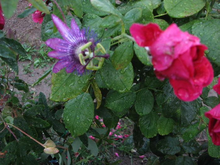 IMG_4387 - Passiflora Purple Haze 2014