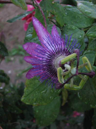 IMG_4391 - Passiflora Purple Haze 2014