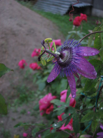 IMG_4392 - Passiflora Purple Haze 2014