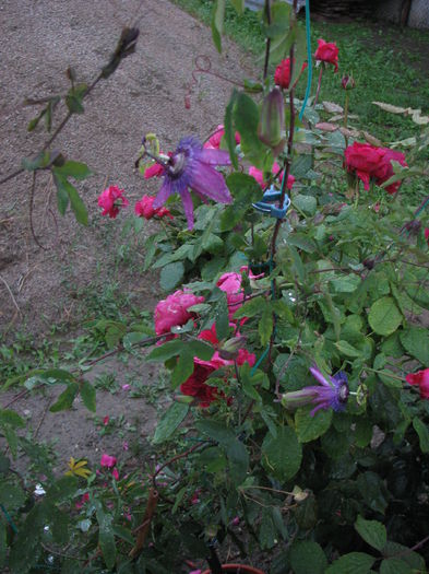 IMG_4396 - Passiflora Purple Haze 2014