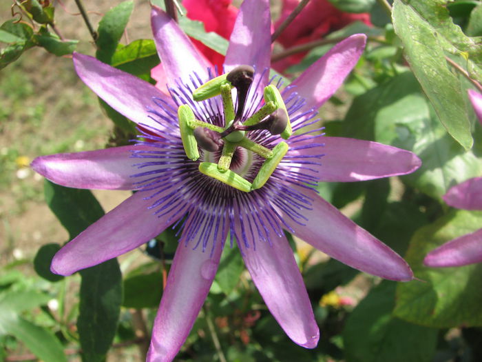 IMG_4423 - Passiflora Purple Haze 2014