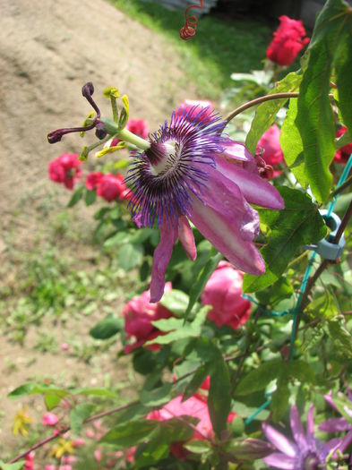 IMG_4430 - Passiflora Purple Haze 2014