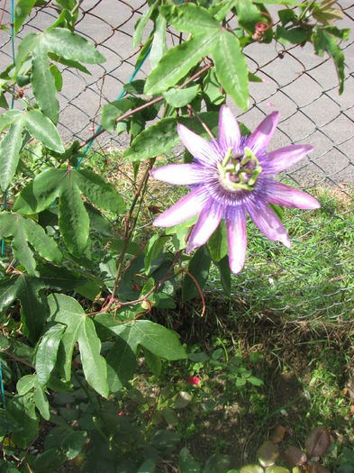 IMG_4434 - Passiflora Purple Haze 2014