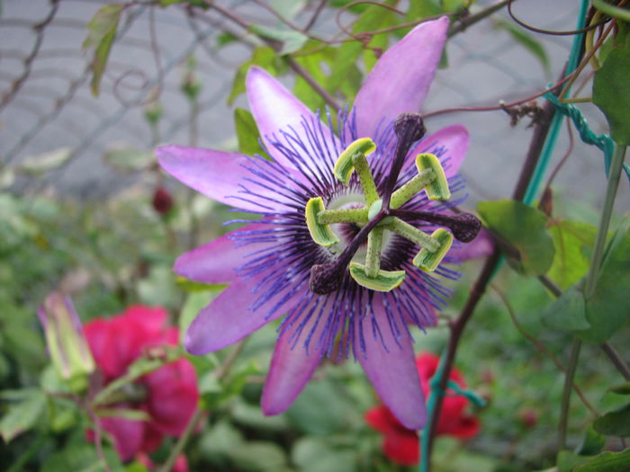 IMG_4475 - Passiflora Purple Haze 2014