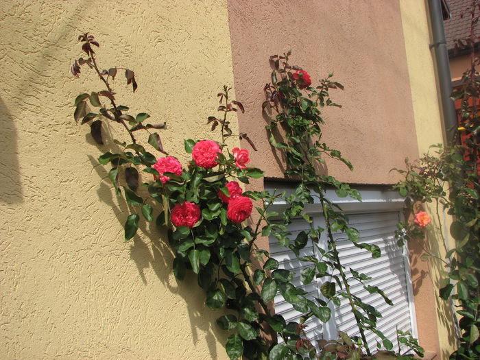 IMG_4465 - Antike 89 2014