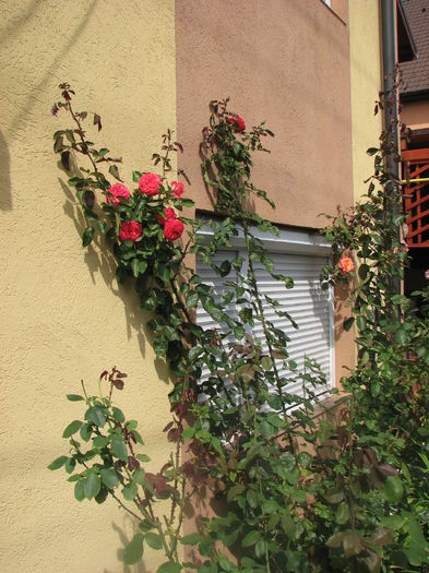 IMG_4466 - Antike 89 2014