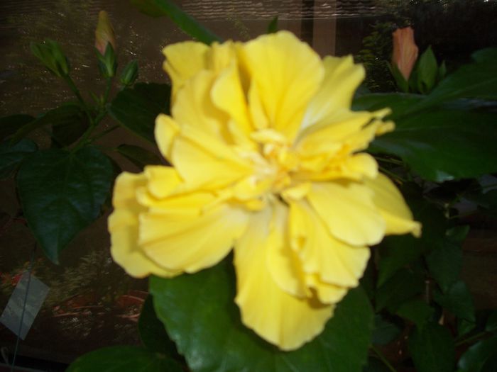 100_7995 - flori
