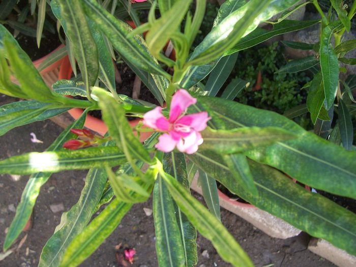 100_8043 - flori
