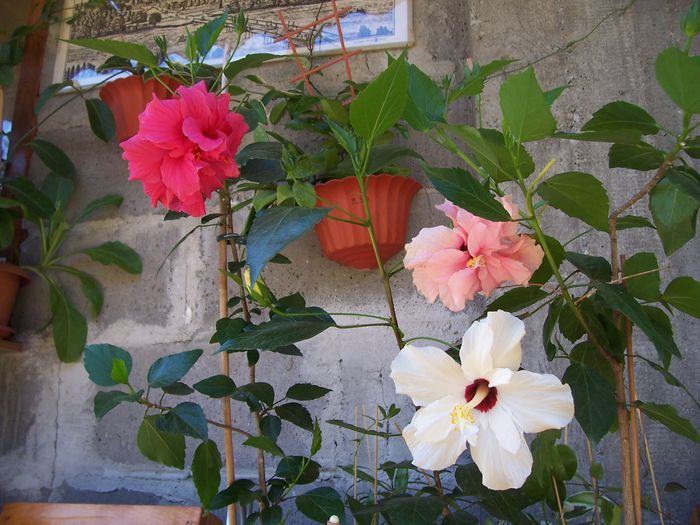 100_8072 - flori
