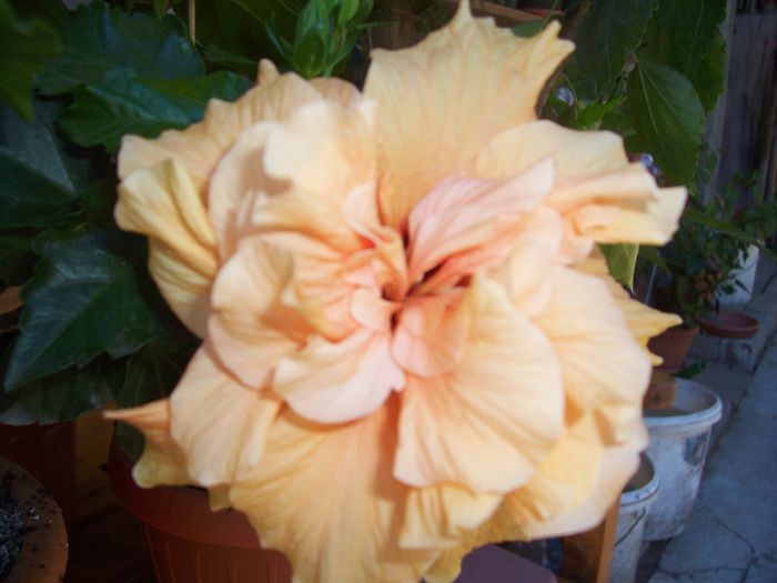 100_8080 - flori