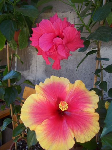 100_8089 - flori