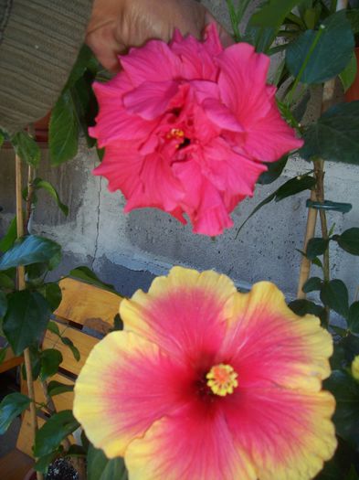 100_8090 - flori