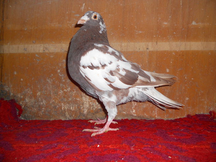 M Meulemans 1006568 Derby-2013 - H Simple Si Frumoase Amintiri