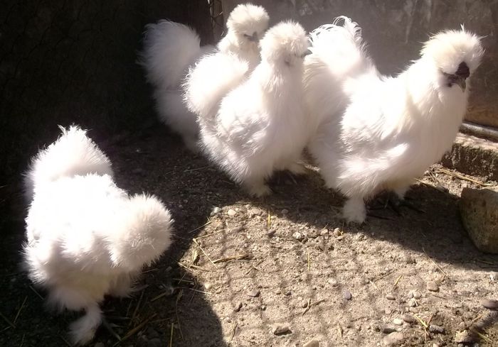 DSCF5378 - GAINI  ARHIVA