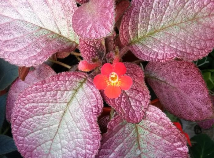 Country Clown - Episcia