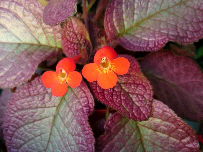  - Episcia