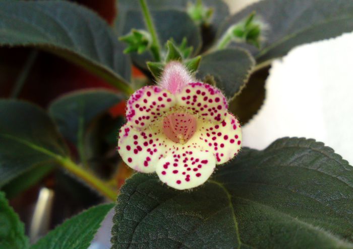 Jardin du Monet - Kohleria