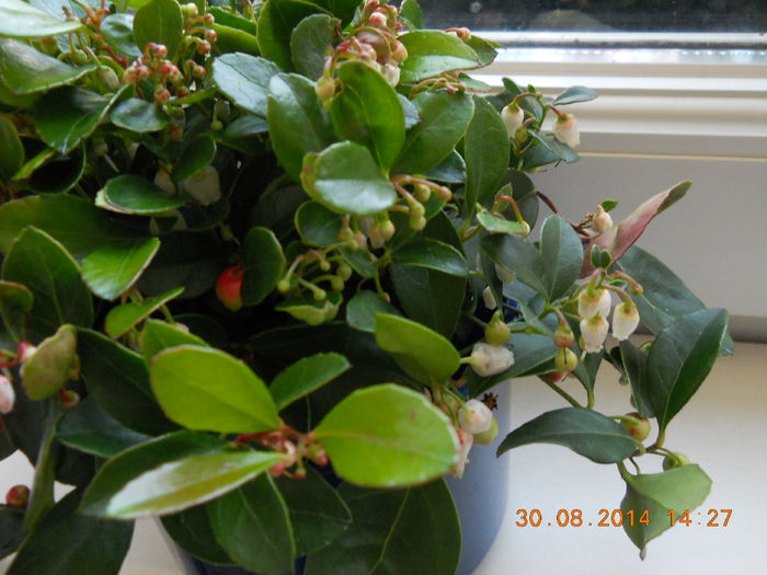 007 - ACHIZITII 2014