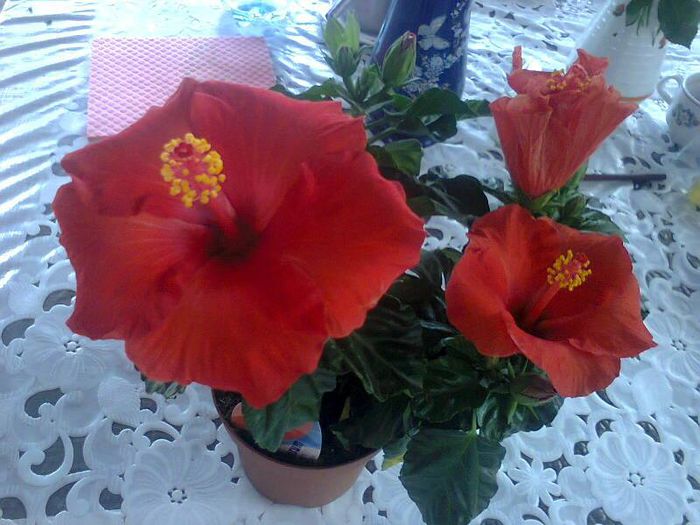 10389202_353313464817437_1300448849538756240_n