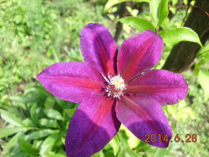 Wildfire - Clematite de la Cornelia79