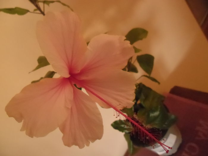 Albolacinatus - Hibiscus 2014-1