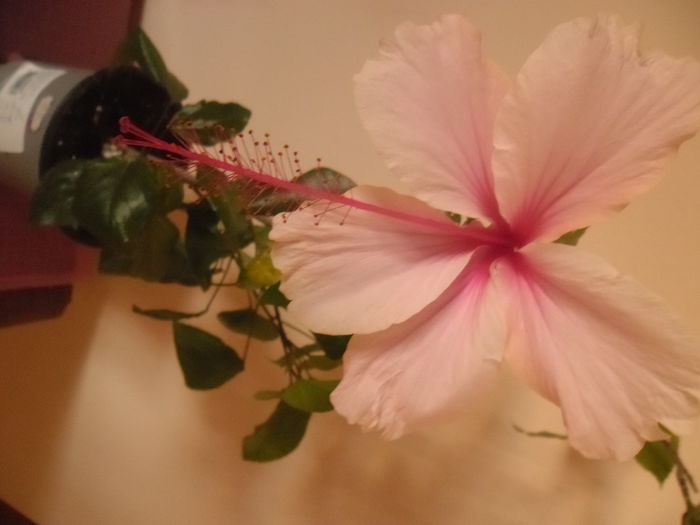 Eloka - Hibiscus 2014-1