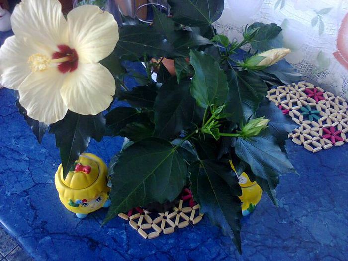 10524711_372326832916100_4307114122342703203_n