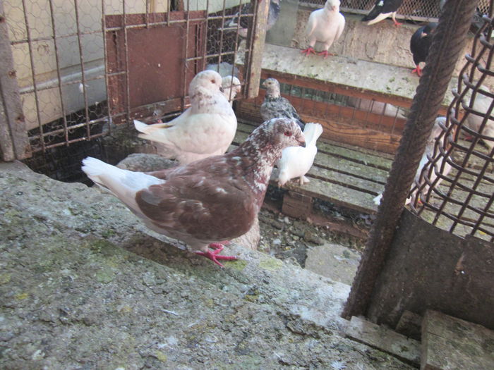 IMG_1988 - Show Racer