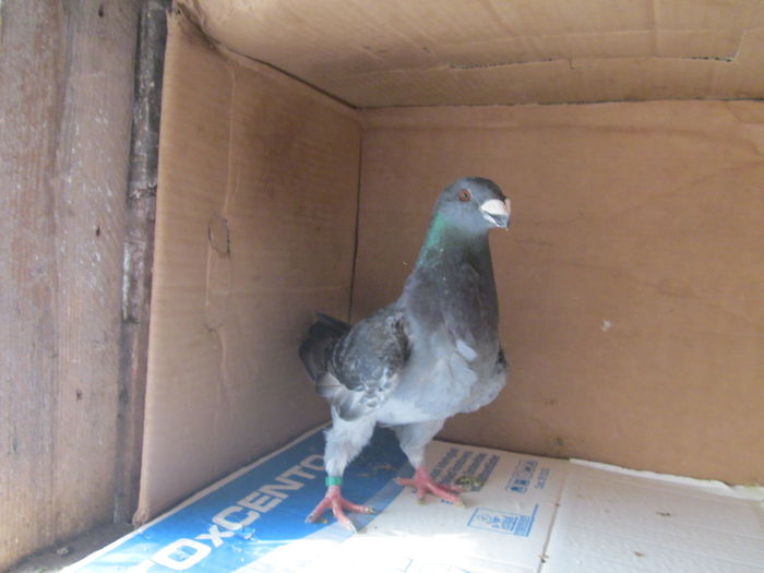 IMG_1990 - Show Racer