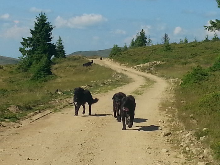 20140720_164544 - ciobanesti corbi la datorie