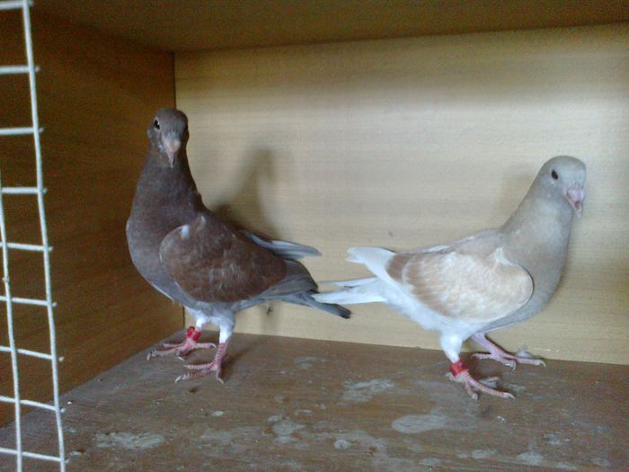 30.08.2014 (frati de cuib)