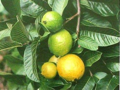 psidium_guajava_