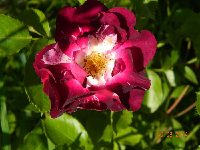 DSCN9319 - 0 Primii trandafiri